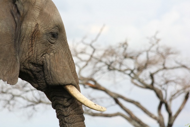 Elefantes africanos estão nascendo sem presas, por conta da caça ilegal