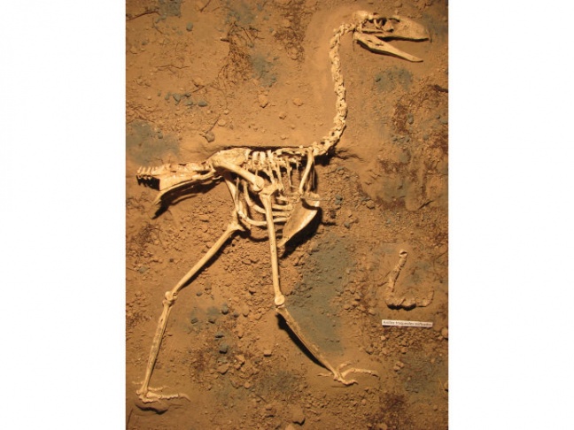 Cientistas encontram mais completo fóssil de uma &quot;ave do terror&quot;