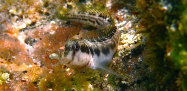 Na Oceania, peixes desenvolvem &quot;patas&quot; e podem viver fora d&#039;água