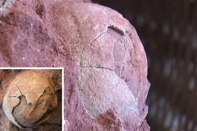 Ovos de dinossauro de 70 milhões de anos são encontrados na China
