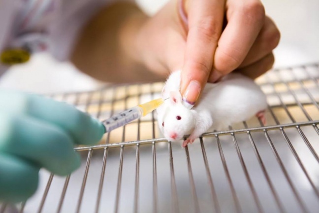 Técnica testada em ratos cura câncer com 96% de eficiência