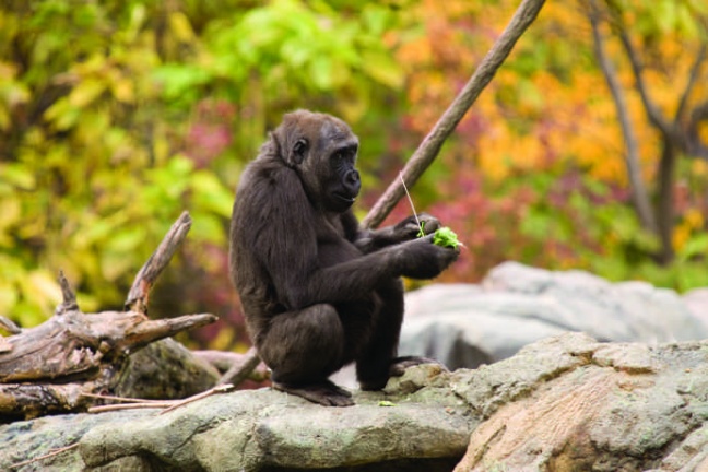 Diferenças genéticas entre humanos e gorilas são de apenas 1,6%