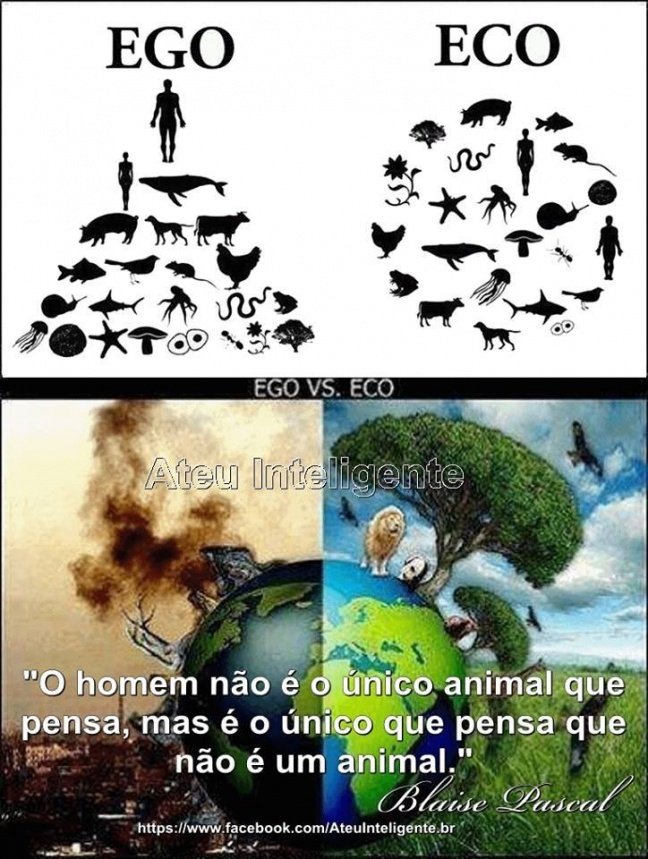 Animal racional